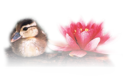 Цветы PNG